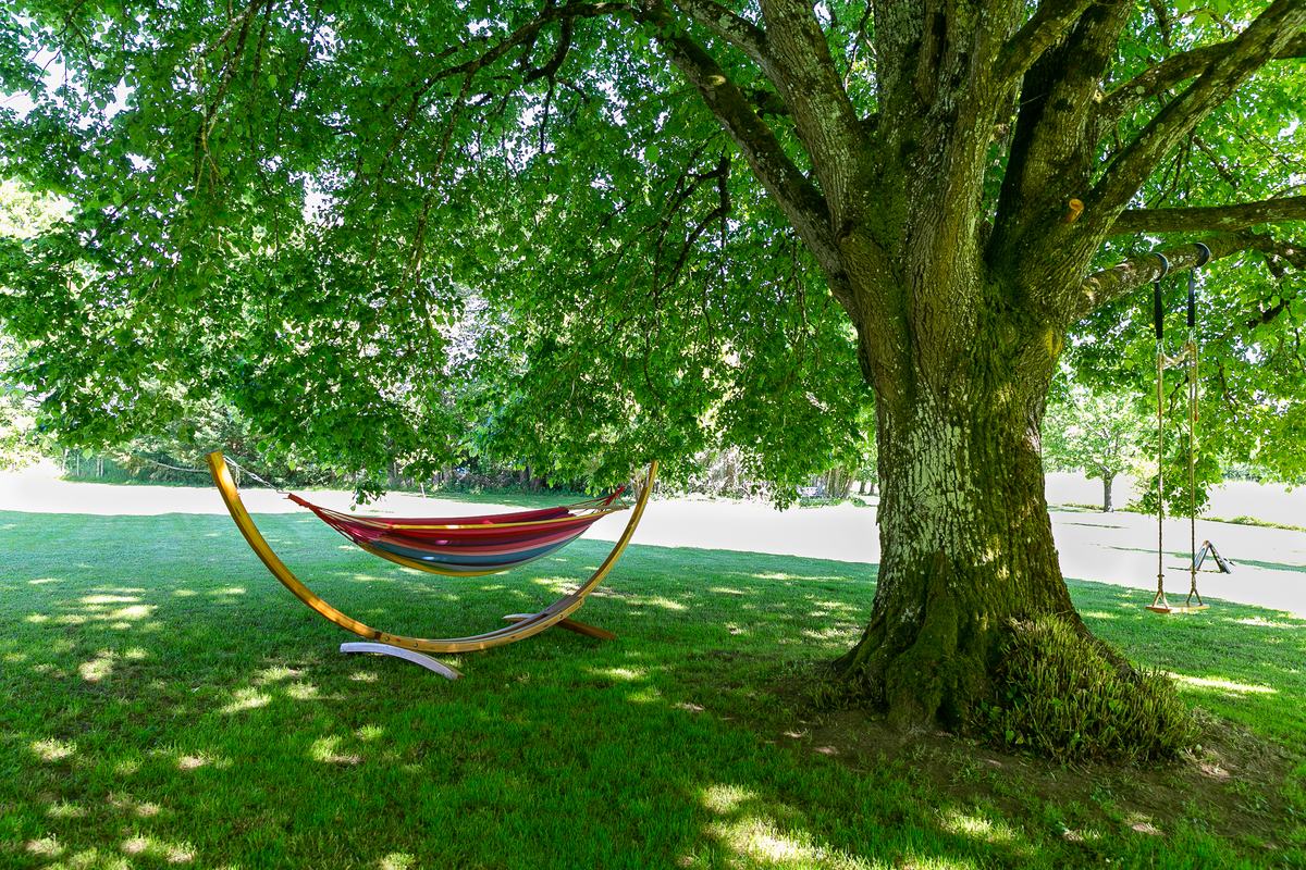 A hammock under the old tree